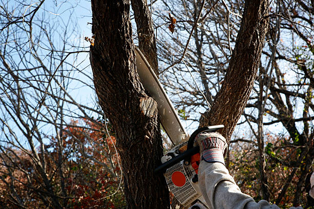 Best Storm Damage Tree Cleanup  in Pine Hills, CA